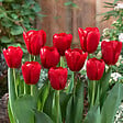 BLOOMIQUE - Mélange de 20 - Tulipa - Bulbes de tulipes - Rouge - Bulbes à fleurs - Floraison printanière - vignette