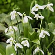 BLOOMIQUE - Mélange de 25 - Galanthus Woronowii - Perce-neige - Blanc - Bulbes à fleurs - Floraison printanière - vignette