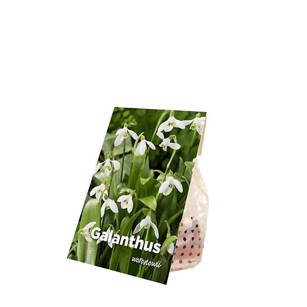 BLOOMIQUE - Mélange de 25 - Galanthus Woronowii - Perce-neige - Blanc - Bulbes à fleurs - Floraison printanière - large