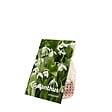 BLOOMIQUE - Mélange de 25 - Galanthus Woronowii - Perce-neige - Blanc - Bulbes à fleurs - Floraison printanière - vignette