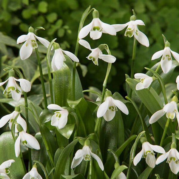 BLOOMIQUE - Mélange de 25 - Galanthus Woronowii - Perce-neige - Blanc - Bulbes à fleurs - Floraison printanière - large