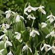 BLOOMIQUE - Mélange de 25 - Galanthus Woronowii - Perce-neige - Blanc - Bulbes à fleurs - Floraison printanière - vignette