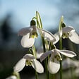 BLOOMIQUE - Mélange de 25 - Galanthus Woronowii - Perce-neige - Blanc - Bulbes à fleurs - Floraison printanière - vignette