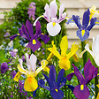 BLOOMIQUE - Mélange de 50 - Iris Hollandica - Iris hollandais - Mélange de couleurs - Bulbes à fleurs - vignette