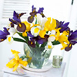 BLOOMIQUE - Mélange de 50 - Iris Hollandica - Iris hollandais - Mélange de couleurs - Bulbes à fleurs - vignette