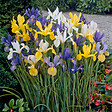 BLOOMIQUE - Mélange de 50 - Iris Hollandica - Iris hollandais - Mélange de couleurs - Bulbes à fleurs - vignette