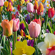 BLOOMIQUE - Mélange de 50 - Beauty Mix - Mélange de 6 variétés - Bulbes à fleurs - Floraison printanière - vignette