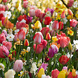 BLOOMIQUE - Mélange de 50 - Beauty Mix - Mélange de 6 variétés - Bulbes à fleurs - Floraison printanière - vignette