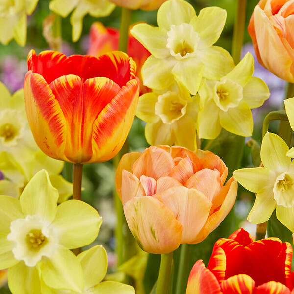 BLOOMIQUE - Mélange de 50 - Beauty Mix - Mélange de 6 variétés - Bulbes à fleurs - Floraison printanière - large