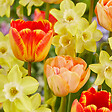 BLOOMIQUE - Mélange de 50 - Beauty Mix - Mélange de 6 variétés - Bulbes à fleurs - Floraison printanière - vignette