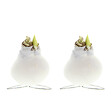 BLOOMIQUE - Lot de 2 - Bulbe d’Amaryllis en cire blanche - Kolibri Blanc - H. 10-20 cm à la livraison - vignette