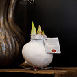 BLOOMIQUE - Lot de 2 - Bulbe d’Amaryllis en cire blanche - Kolibri Blanc - H. 10-20 cm à la livraison - vignette