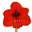 BLOOMIQUE - Lot de 2 - Bulbe d’Amaryllis en cire blanche - Kolibri Blanc - H. 10-20 cm à la livraison - vignette