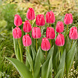 BLOOMIQUE - Mélange de 20 - Tulipa - Bulbes de tulipes - Rose - Bulbes à fleurs - Floraison printanière - vignette
