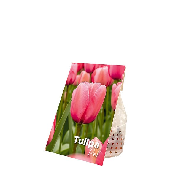 BLOOMIQUE - Mélange de 20 - Tulipa - Bulbes de tulipes - Rose - Bulbes à fleurs - Floraison printanière - large