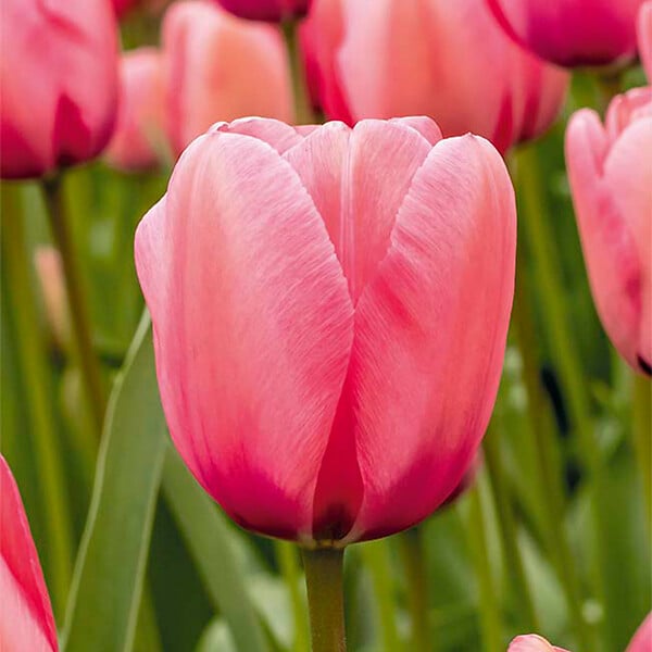 BLOOMIQUE - Mélange de 20 - Tulipa - Bulbes de tulipes - Rose - Bulbes à fleurs - Floraison printanière - large