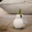BLOOMIQUE - Lot de 2 - Bulbe d'Amaryllis en Cire - Blanc Cosy - Bulbe à Fleurs - H. 15-25 cm à la Livraison - vignette