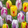 BLOOMIQUE - Mélange de 20 - Tulipa Rembrandt Mix - Bulbes de tulipes - Bulbes à fleurs - Floraison printanière - vignette