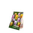 BLOOMIQUE - Mélange de 20 - Tulipa Rembrandt Mix - Bulbes de tulipes - Bulbes à fleurs - Floraison printanière - vignette