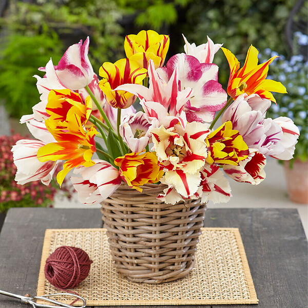 BLOOMIQUE - Mélange de 20 - Tulipa Rembrandt Mix - Bulbes de tulipes - Bulbes à fleurs - Floraison printanière - large