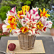 BLOOMIQUE - Mélange de 20 - Tulipa Rembrandt Mix - Bulbes de tulipes - Bulbes à fleurs - Floraison printanière - vignette