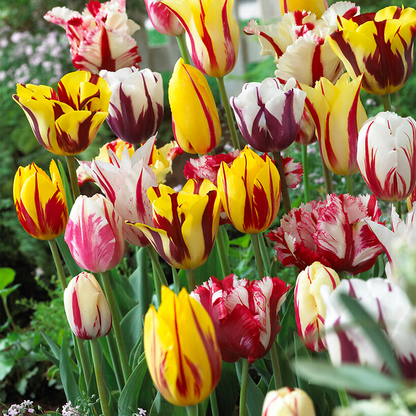 BLOOMIQUE - Mélange de 20 - Tulipa Rembrandt Mix - Bulbes de tulipes - Bulbes à fleurs - Floraison printanière - large