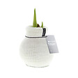 BLOOMIQUE - Bulbe d'Amaryllis en Cire - Cosy White - Bulbe à Fleurs - H. 15-25 cm à la Livraison - vignette