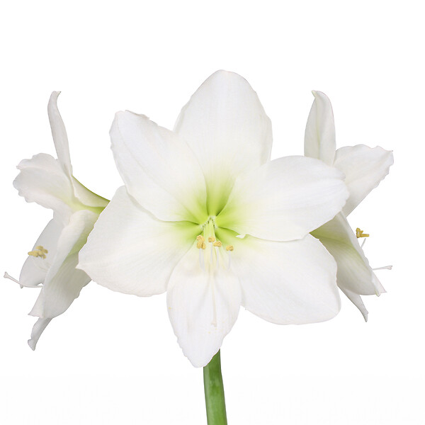 BLOOMIQUE - Bulbe d'Amaryllis en Cire - Cosy White - Bulbe à Fleurs - H. 15-25 cm à la Livraison - large