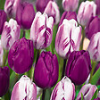 BLOOMIQUE - Mix van 20 - Tulipa Purple Mix - Paarse Mix - Tulpenbollen - Bloembollen - Voorjaarsbloeiend - vignette