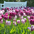 BLOOMIQUE - Mix van 20 - Tulipa Purple Mix - Paarse Mix - Tulpenbollen - Bloembollen - Voorjaarsbloeiend - vignette
