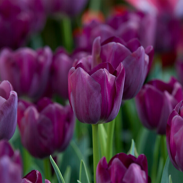 BLOOMIQUE - Mix van 20 - Tulipa Purple Mix - Paarse Mix - Tulpenbollen - Bloembollen - Voorjaarsbloeiend - large