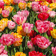 BLOOMIQUE - Mélange de 20 - Tulipa Double Mix - Fleur Double - Bulbes de Tulipes - Mélange de Couleurs - vignette