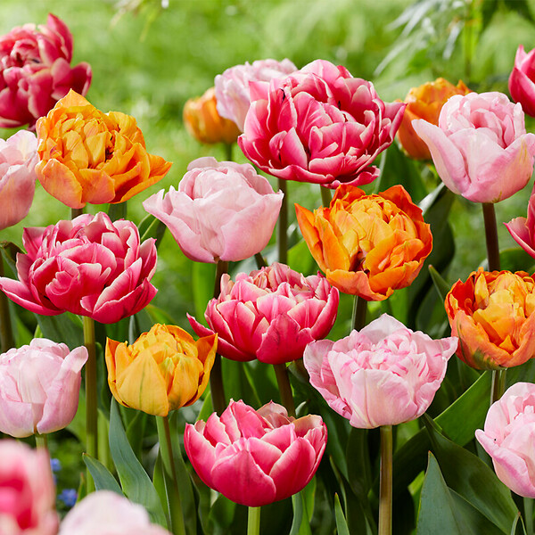 BLOOMIQUE - Mélange de 20 - Tulipa Double Mix - Fleur Double - Bulbes de Tulipes - Mélange de Couleurs - large