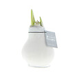 BLOOMIQUE - Bulbe d'Amaryllis en Cire - Revêtement Velours Blanc - Bulbe à Fleurs - H. 15-25 cm à la Livraison - vignette