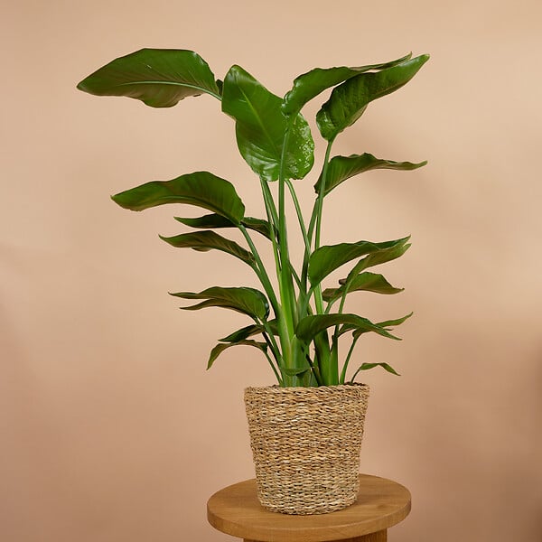 BLOOMIQUE - Lot de 2 - Strelitzia Nicolai - Plante Strelitzia - Oiseau de paradis - H. 70-80 cm - large