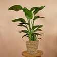 BLOOMIQUE - Lot de 2 - Strelitzia Nicolai - Plante Strelitzia - Oiseau de paradis - H. 70-80 cm - vignette