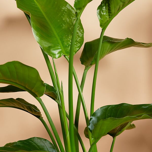 BLOOMIQUE - Lot de 2 - Strelitzia Nicolai - Plante Strelitzia - Oiseau de paradis - H. 70-80 cm - large