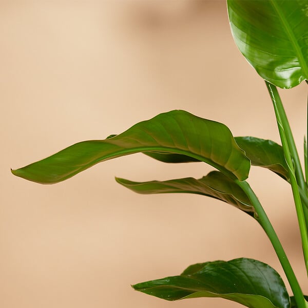 BLOOMIQUE - Lot de 2 - Strelitzia Nicolai - Plante Strelitzia - Oiseau de paradis - H. 70-80 cm - large