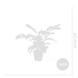 BLOOMIQUE - Lot de 2 - Calathea White Fusion - Plante d'intérieur - Facile d'entretien - H. 40-50 cm - vignette
