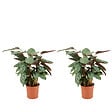 BLOOMIQUE - Lot de 2 - Calathea Compactstar - Plante d'intérieur - Facile d'entretien - Purifiante - H. 30-40 cm - vignette