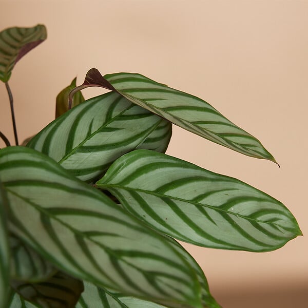 BLOOMIQUE - Lot de 2 - Calathea Compactstar - Plante d'intérieur - Facile d'entretien - Purifiante - H. 30-40 cm - large