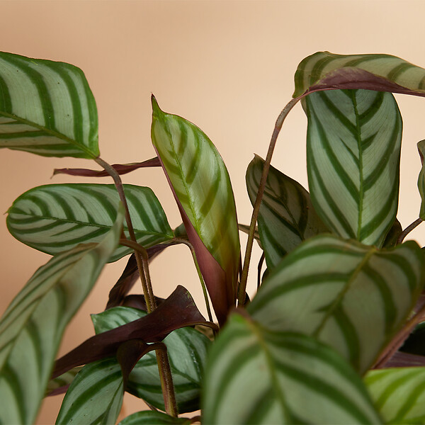 BLOOMIQUE - Lot de 2 - Calathea Compactstar - Plante d'intérieur - Facile d'entretien - Purifiante - H. 30-40 cm - large