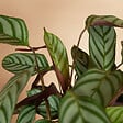 BLOOMIQUE - Lot de 2 - Calathea Compactstar - Plante d'intérieur - Facile d'entretien - Purifiante - H. 30-40 cm - vignette