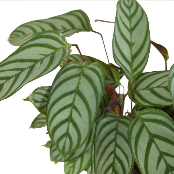 BLOOMIQUE - Lot de 2 - Calathea Compactstar - Plante d'intérieur - Facile d'entretien - Purifiante - H. 30-40 cm - large
