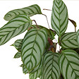BLOOMIQUE - Lot de 2 - Calathea Compactstar - Plante d'intérieur - Facile d'entretien - Purifiante - H. 30-40 cm - vignette