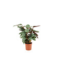 BLOOMIQUE - Calathea Compactstar - Plante d'intérieur - Facile d'entretien - Purifiante - H. 30-40 cm - vignette