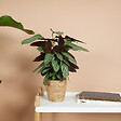 BLOOMIQUE - Calathea Compactstar - Plante d'intérieur - Facile d'entretien - Purifiante - H. 30-40 cm - vignette