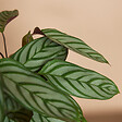 BLOOMIQUE - Calathea Compactstar - Plante d'intérieur - Facile d'entretien - Purifiante - H. 30-40 cm - vignette