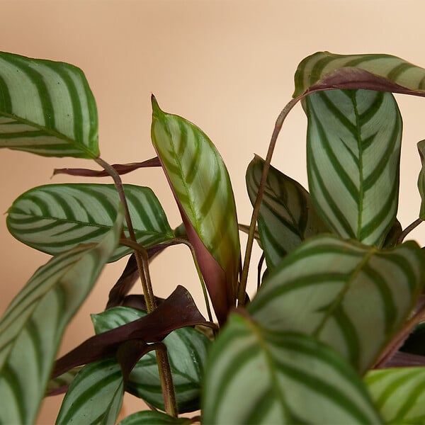 BLOOMIQUE - Calathea Compactstar - Plante d'intérieur - Facile d'entretien - Purifiante - H. 30-40 cm - large