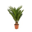 BLOOMIQUE - Cycas Revoluta - Palmier de la Paix - Sagoutier - Fougère Cycas - H. 40-50 cm - P. 15 cm - vignette